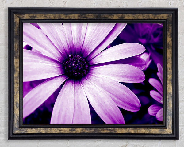 Purple Daisy Petals Framed Print