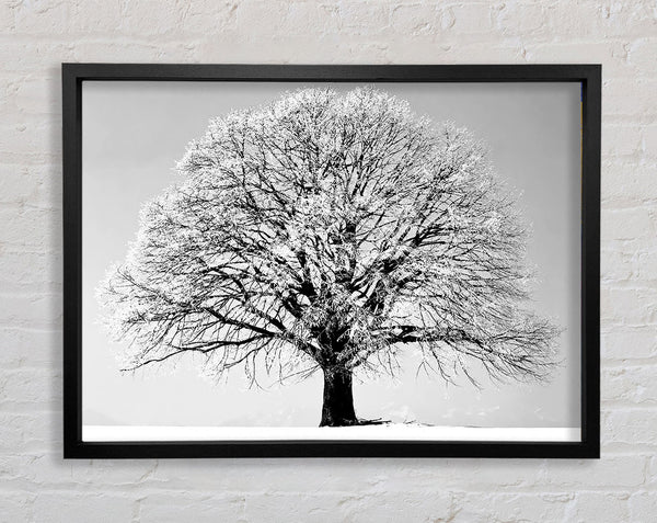 Winterbaum B n W