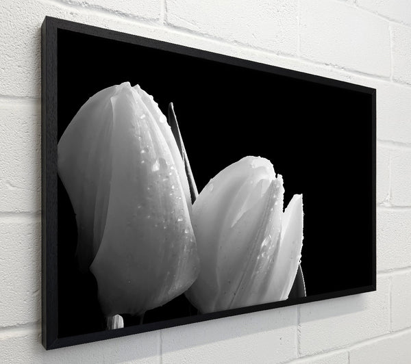 Black And White Tulip Beautys