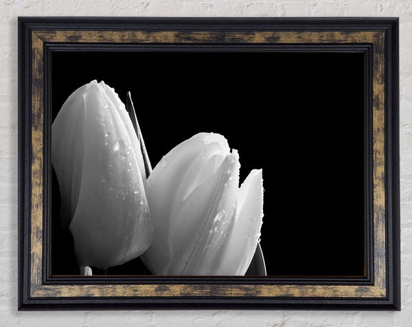 Black And White Tulip Beautys Framed Print