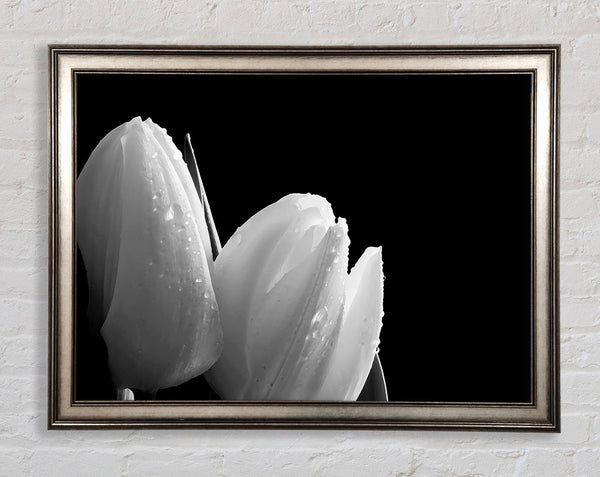 Schwarze und weiße Tulpenschönheiten