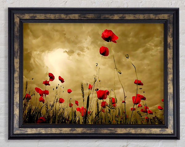 Red Poppy skies Framed Print