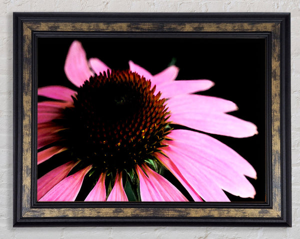 Pom Pom Daisy Centre Framed Print