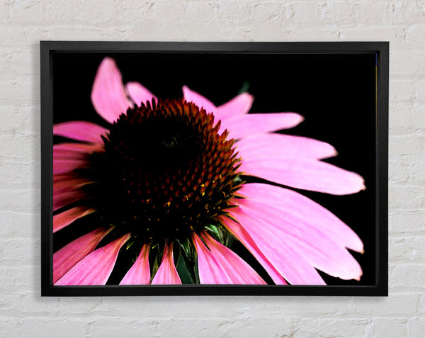 Pom Pom Daisy Center