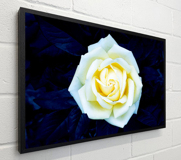Yellow Rose On Blue Leaves