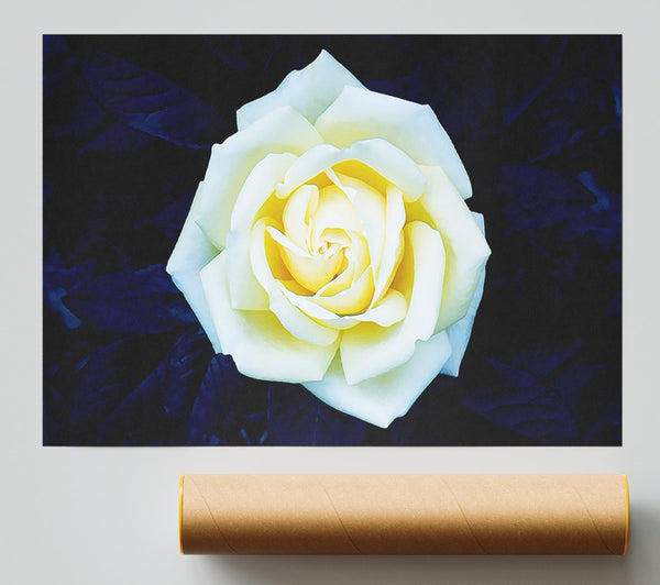Yellow Rose On Blue Leaves Giclee Print