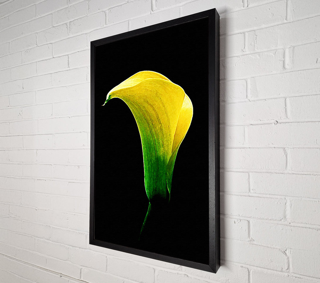  A Canvas Print of Stunning Night Lily Canvas Wall Art