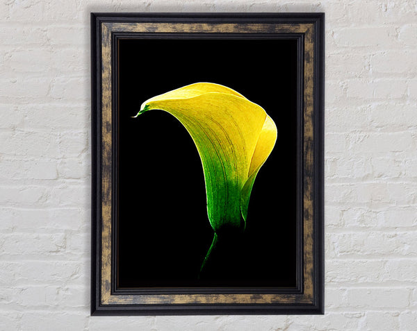Stunning Night Lily Framed Print