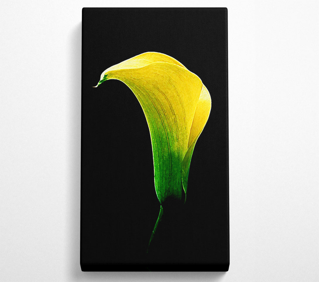  A Canvas Print of Stunning Night Lily Canvas Wall Art