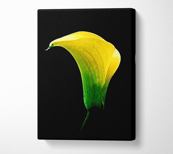  A Canvas Print of Stunning Night Lily Canvas Wall Art