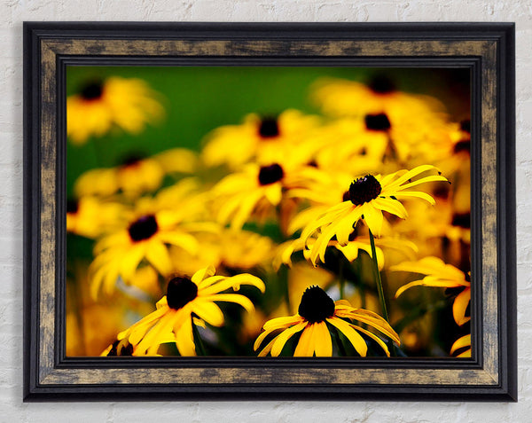 Yellow Daisy Pom Poms Framed Print