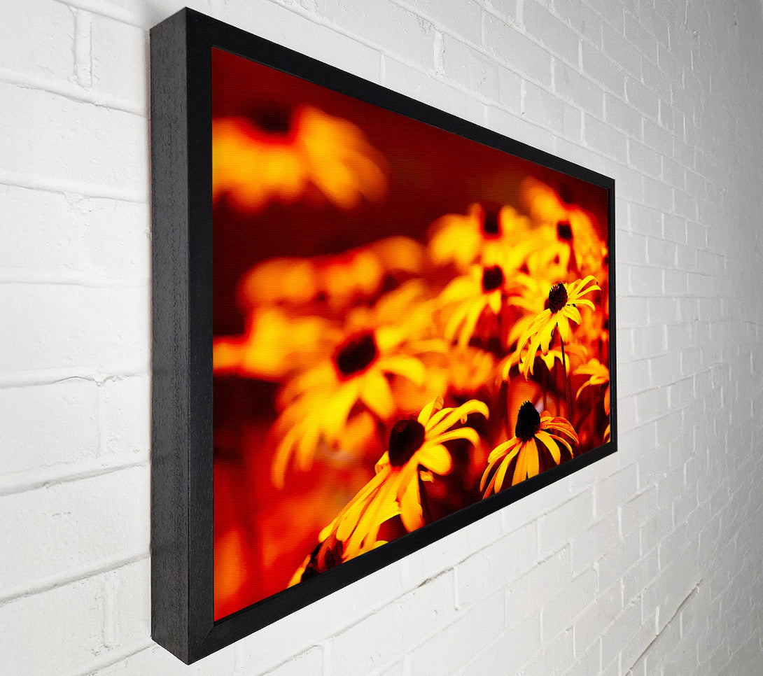  A Canvas Print of Daisies In Golden Sunlight Canvas Wall Art