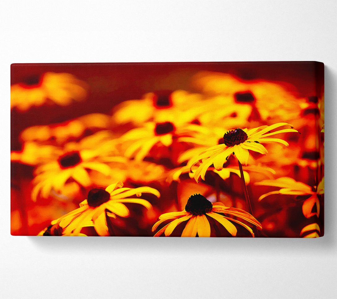 A Canvas Print of Daisies In Golden Sunlight Canvas Wall Art