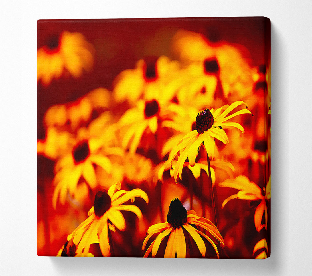  A Canvas Print of Daisies In Golden Sunlight Canvas Wall Art