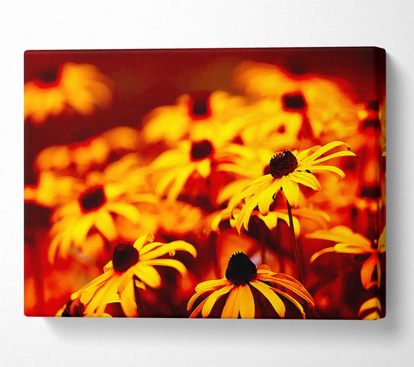  A Canvas Print of Daisies In Golden Sunlight Canvas Wall Art