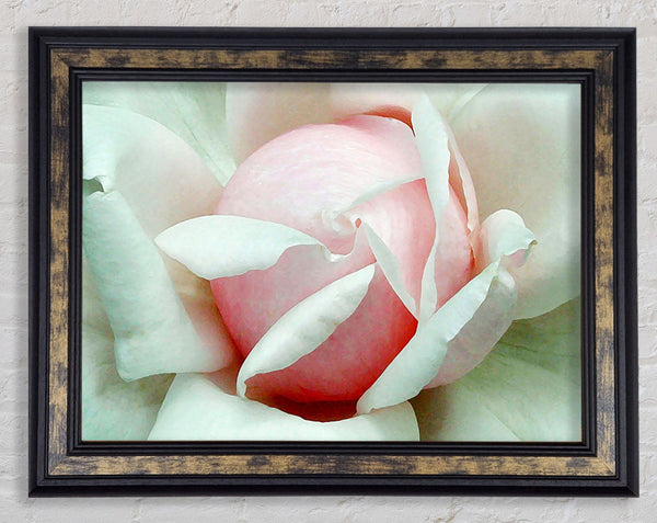 Soft Pink Rose Bud Framed Print