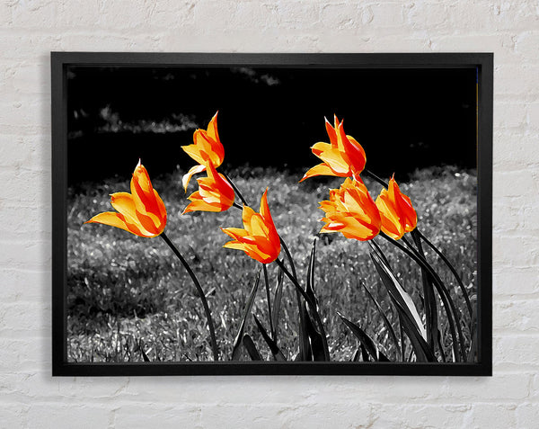 Orange Tulpen auf B n W