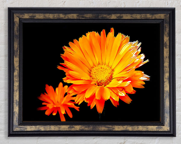 Vibrant Orange Gerberas Framed Print