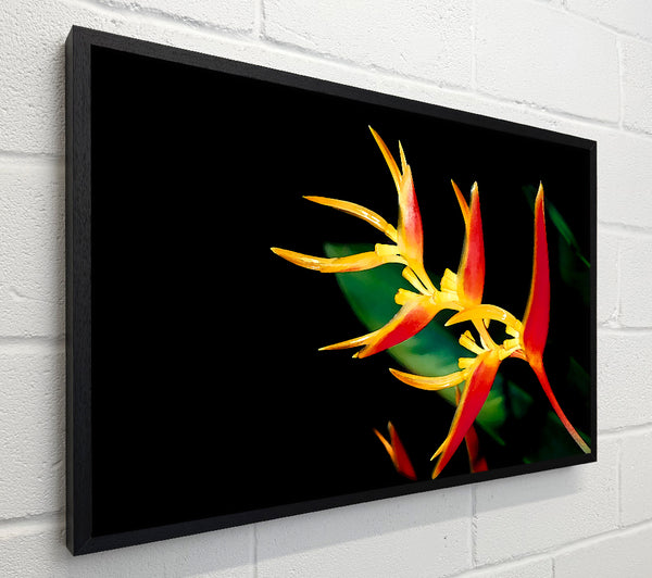 Bird Of Paradise In Sunlight