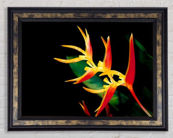 Paradiesvogel im Sonnenlicht