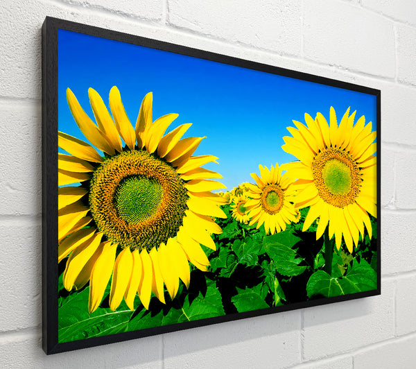 Huge Sunflower Heads In The Blue Cloudless Sky
