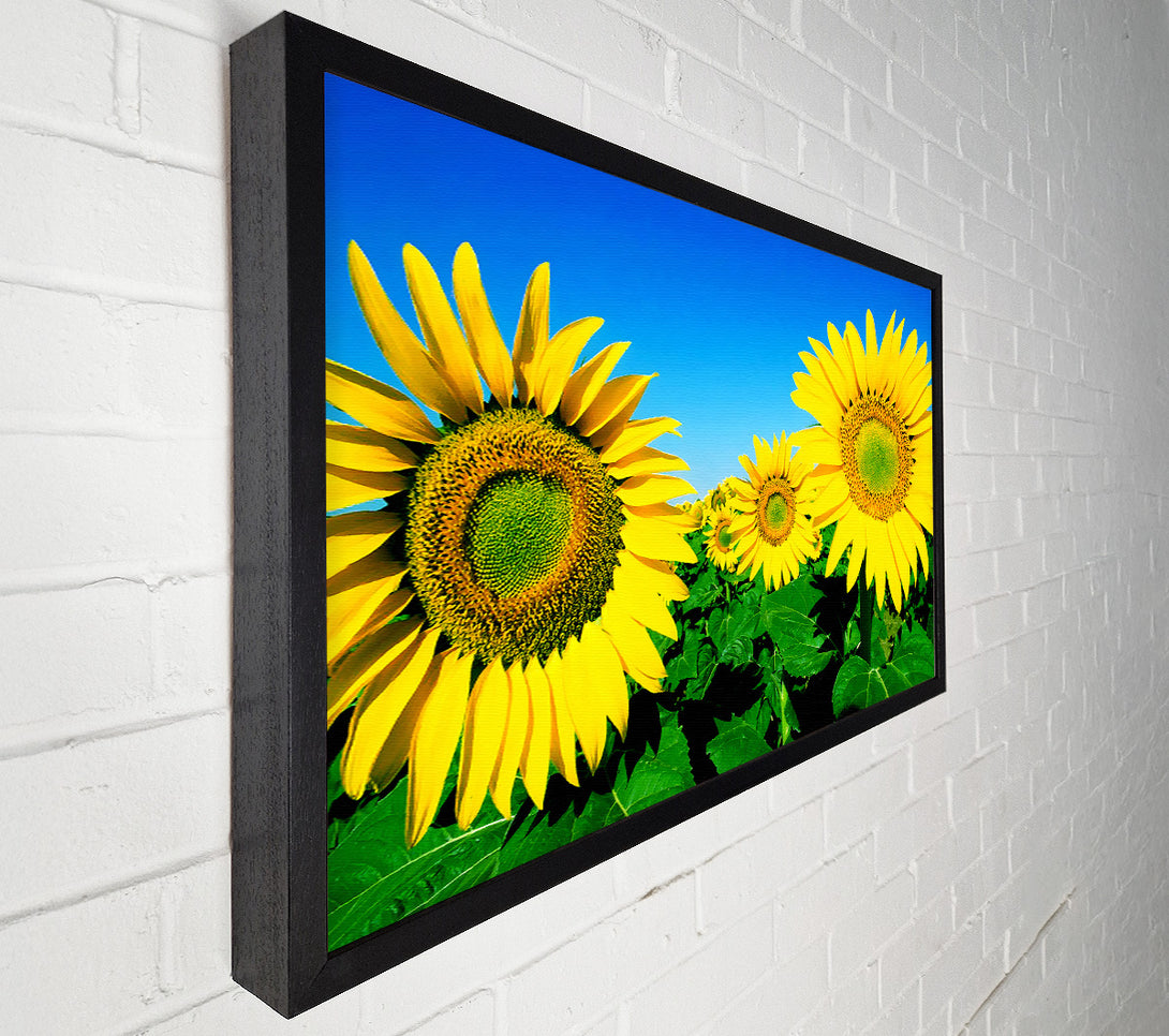  A Canvas Print of Huge Sunflower Heads In The Blue Cloudless Sky Canvas Print