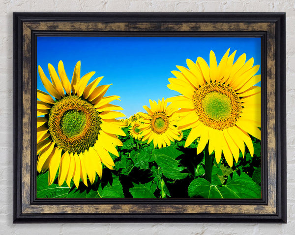Huge Sunflower Heads In The Blue Cloudless Sky Framed Print