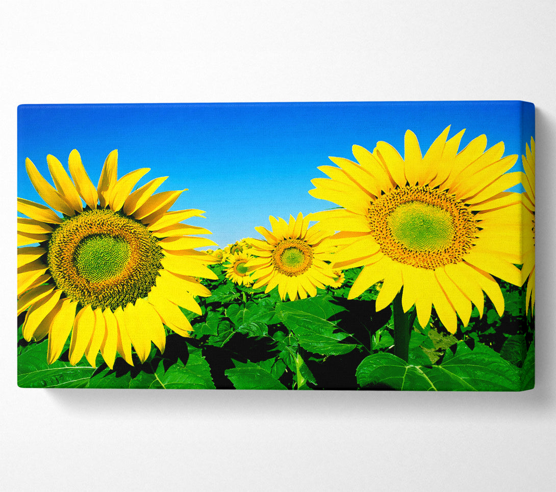  A Canvas Print of Huge Sunflower Heads In The Blue Cloudless Sky Canvas Print
