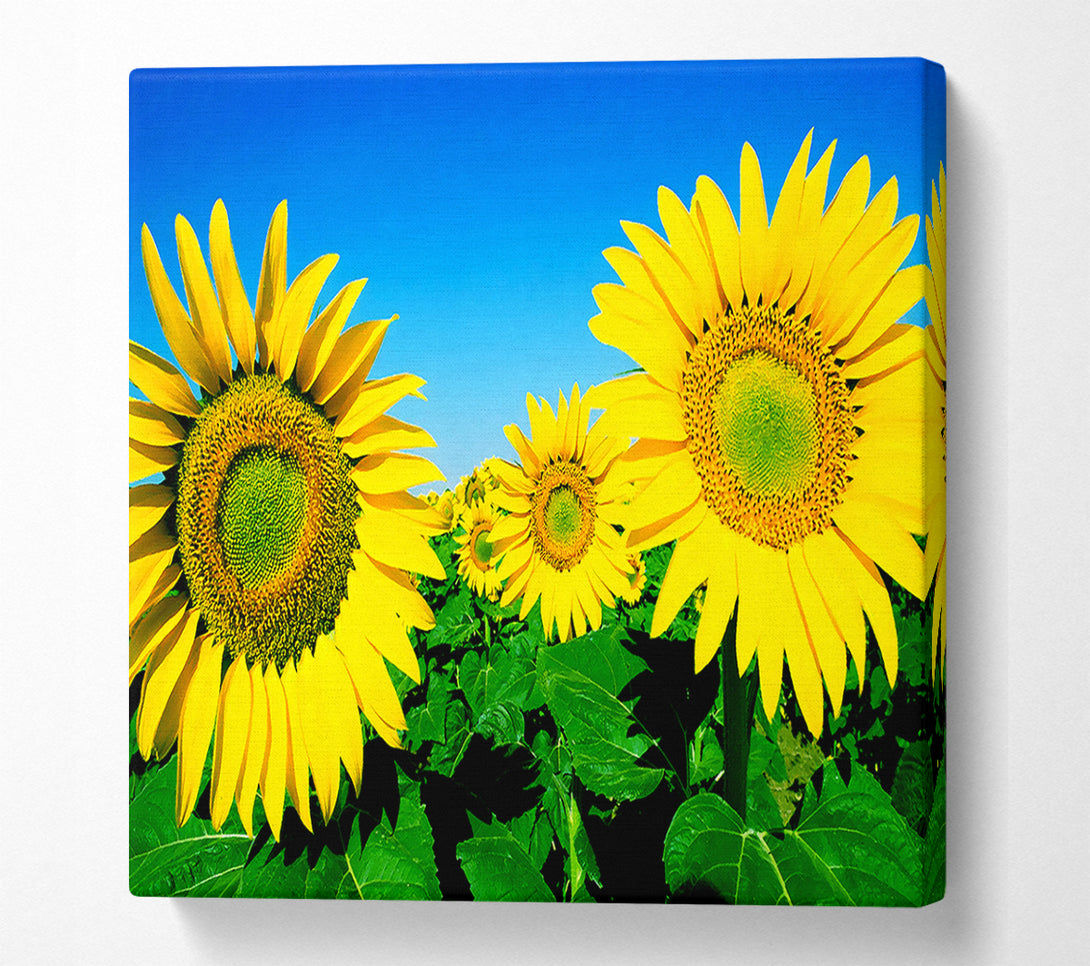  A Canvas Print of Huge Sunflower Heads In The Blue Cloudless Sky Canvas Print