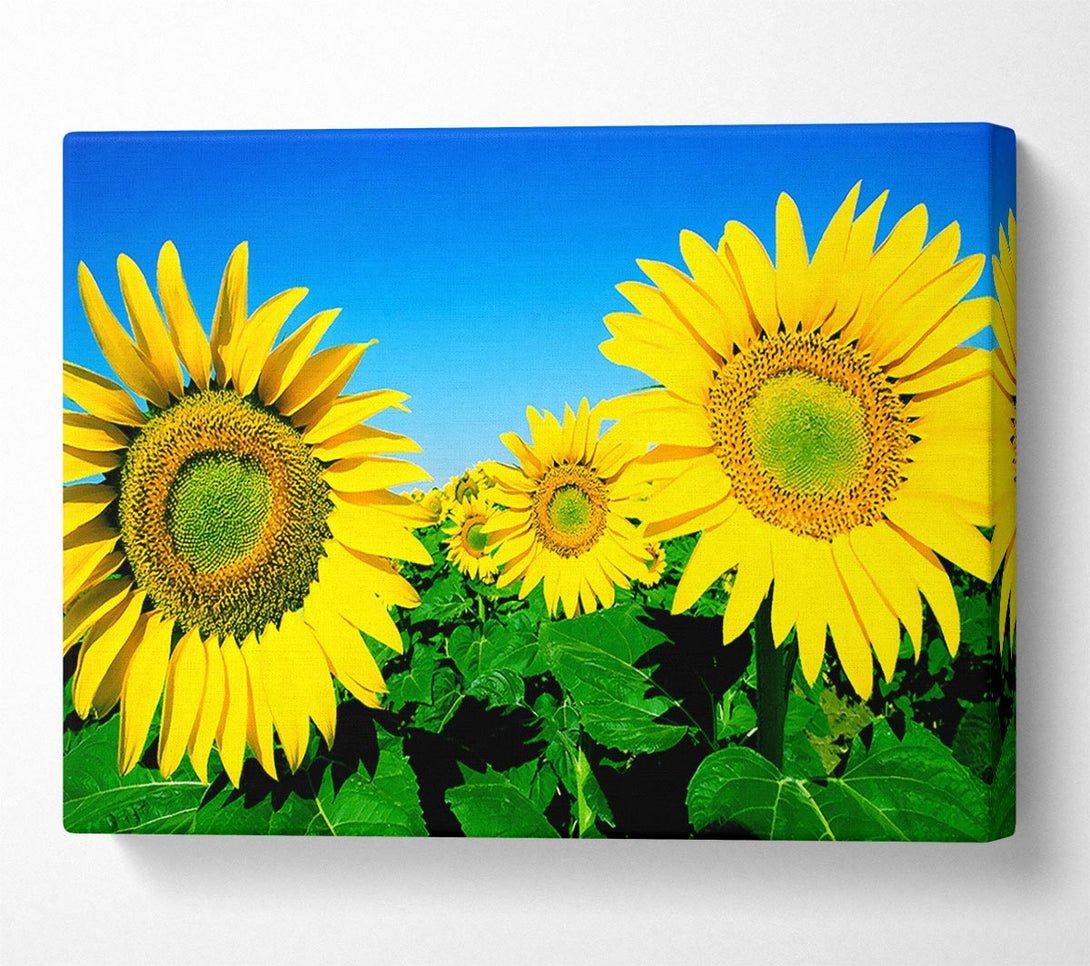  A Canvas Print of Huge Sunflower Heads In The Blue Cloudless Sky Canvas Print