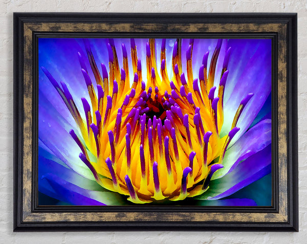 Vibrant Purple Water Lily Framed Print