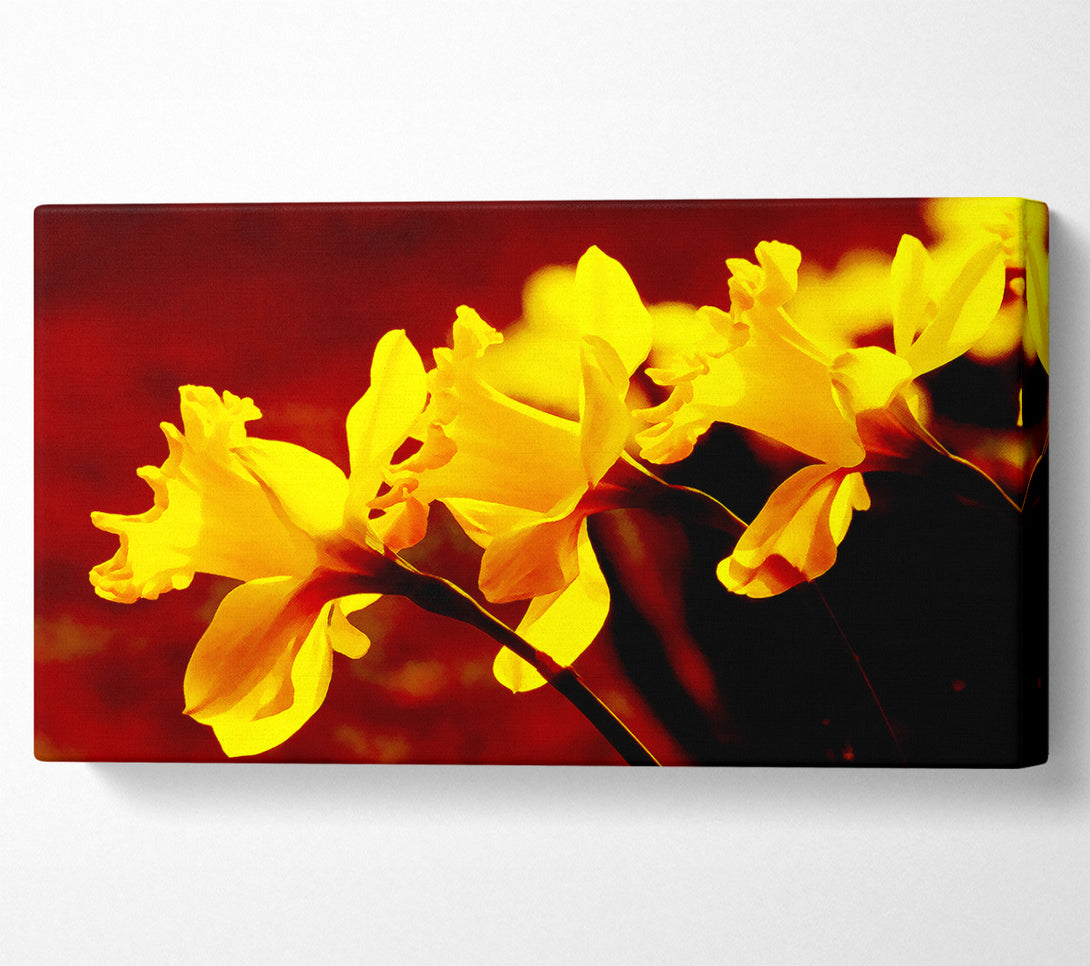  A Canvas Print of Golden Daffodil Parade Canvas Wall Art