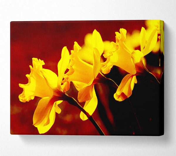  A Canvas Print of Golden Daffodil Parade Canvas Wall Art