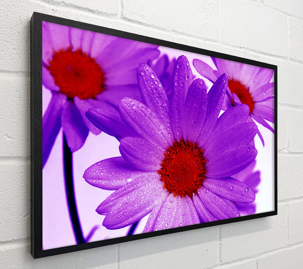 Purple Dew Drop Daisys