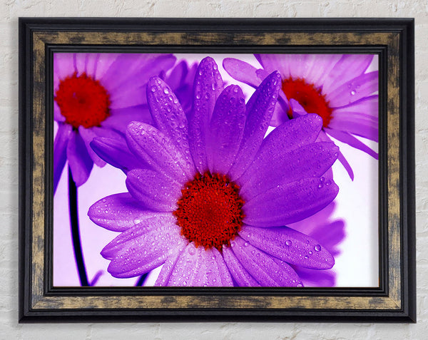 Purple Dew Drop Daisys Framed Print