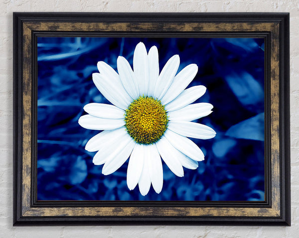 White Daisy Face On Blue Framed Print