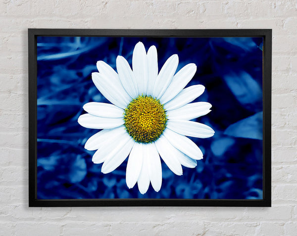 White Daisy Face On Blue