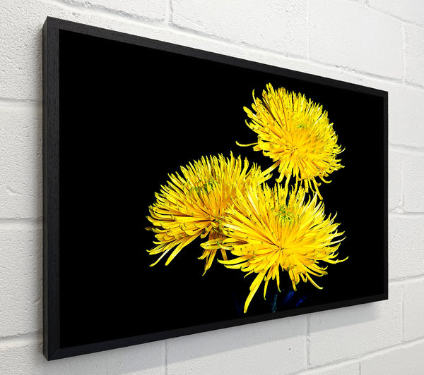 Dandelion Delight