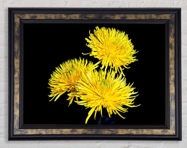 Dandelion Delight Framed Print