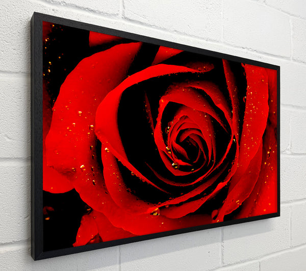 Close-Up Of A Red Rose