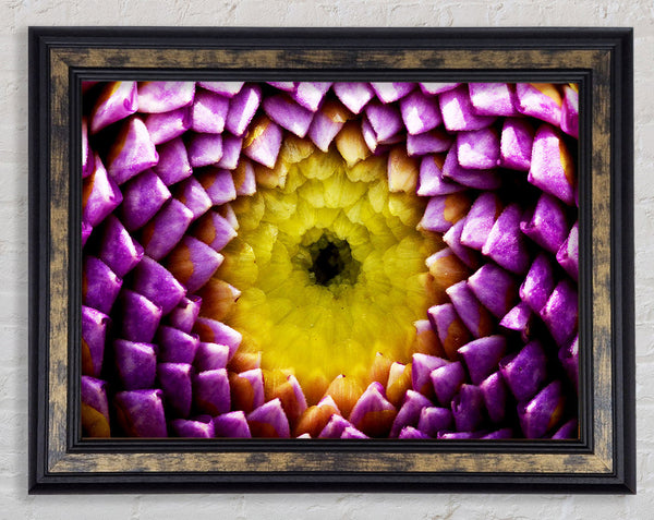 Purple Petal Delight Framed Print