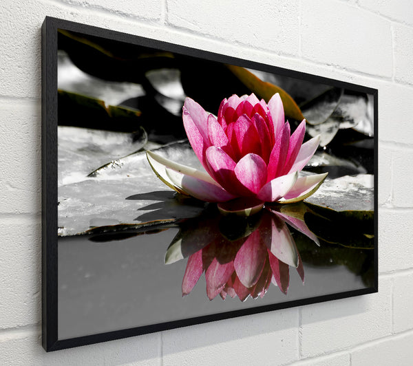Pink Water Lily Reflections B n W