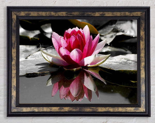 Pink Water Lily Reflections B n W Framed Print