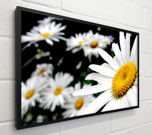 White Daisy Galore