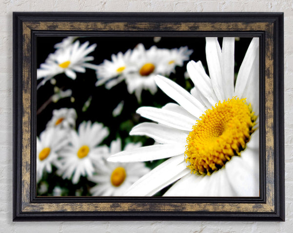 White Daisy Galore Framed Print