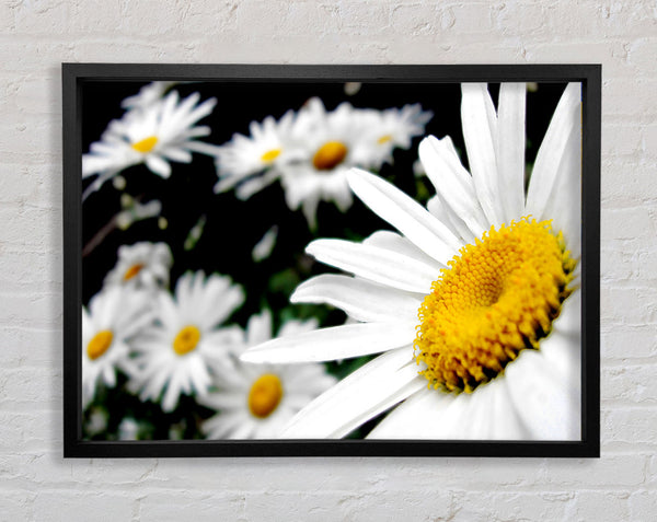 White Daisy Galore