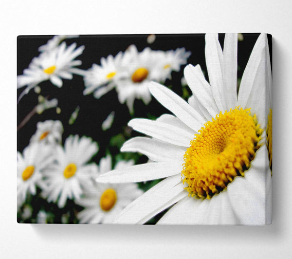  A Canvas Print of White Daisy Galore Canvas Art