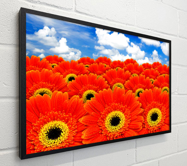 Orange Gerbera Heaven