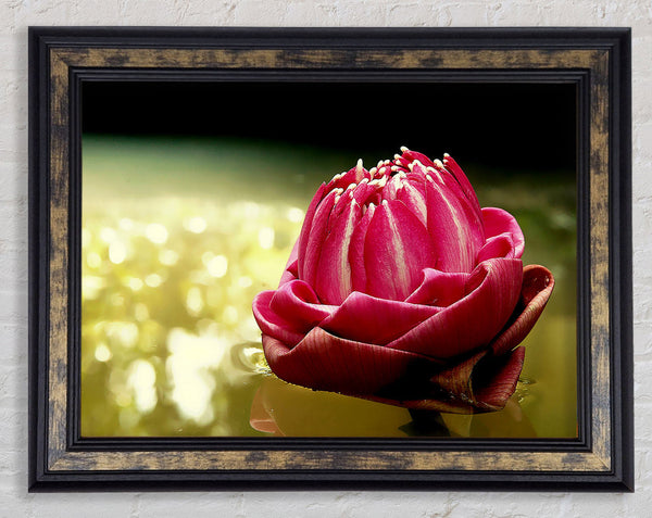 Pink Water Lily Sparkle Framed Print