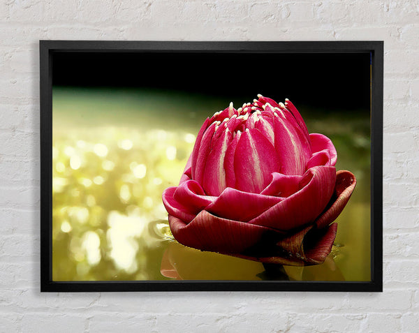 Rosa Seerose funkeln